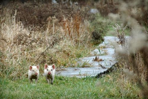 我們的環(huán)境會(huì)好嗎？——“數(shù)說(shuō)”大氣、水、土壤污染防治三大戰(zhàn)役